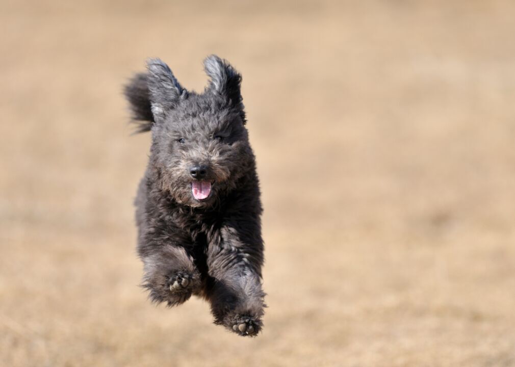 #45. Pumik